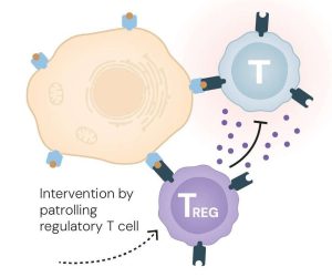 Guardians of The Immune System: The 2025 Nobel Prize Honours Discoveries That Keep Our Defences In Check