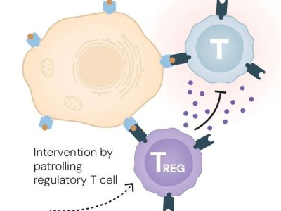 Guardians of The Immune System: The 2025 Nobel Prize Honours Discoveries That Keep Our Defences In Check