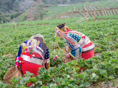 Tribal girls are collecting strawberries on the farm. Hill tribe woman.